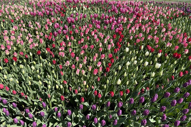 Tulip Festival in Skagit Valley Tour from Seattle - Tulip Town: the big photo block, plus extra costs