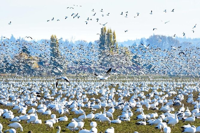 Tulip Festival in Skagit Valley Tour from Seattle - Seasonal twist: sleigh rides or Snoqualmie Falls