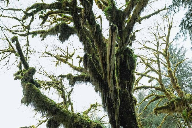 Twilight Forks Washington Tour - Seattle to Bainbridge Island: Ferry Views Without the Hassle