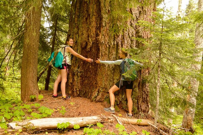 Visit Snoqualmie waterfall and an old forest (Transport Included) - Key Things to Know Before You Go