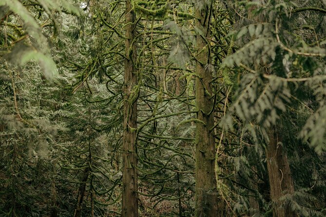 Visit Snoqualmie waterfall and an old forest (Transport Included) - Price and Logistics: What You’re Really Paying For