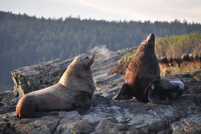Whale Watching + Deception Pass Tour from Seattle - Deception Pass State Park: old growth trails with real coastline drama