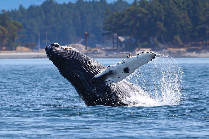 Whale Watching + Deception Pass Tour from Seattle - Anacortes whale watching: how the Salish Sea search actually plays out