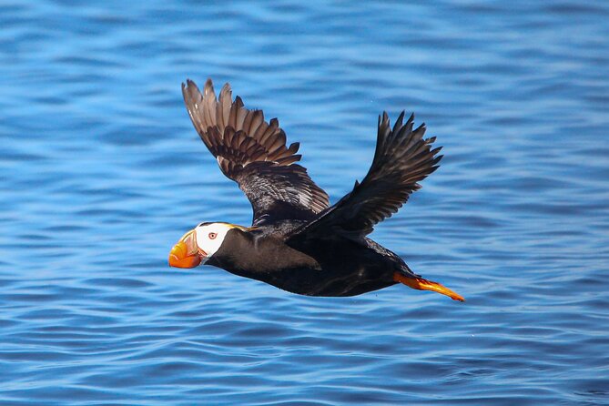 Whale Watching + Deception Pass Tour from Seattle - The whales you might see: not just a list, but a expectations game