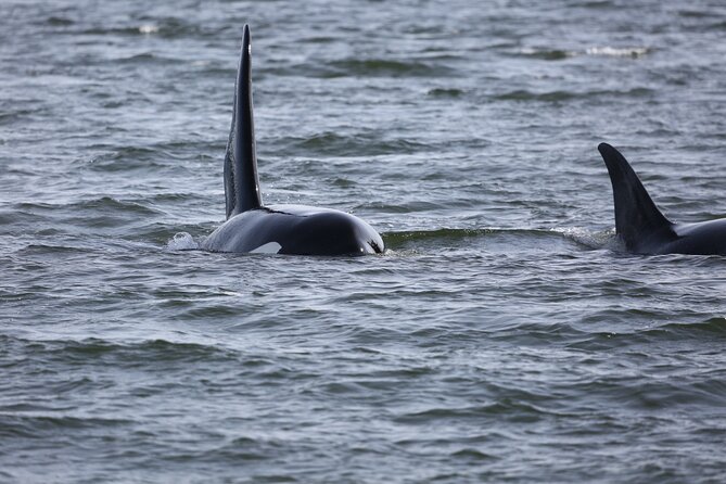 Whale Watching + Deception Pass Tour from Seattle - Boat comfort: the part of the day you should plan for