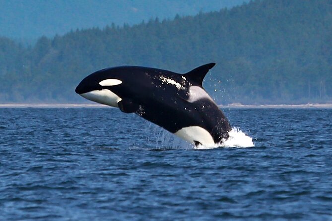 Whale Watching + Deception Pass Tour from Seattle - Small group feel, bigger boat reality