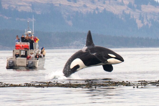 Whale Watching + Deception Pass Tour from Seattle - Why the tide check and beachcombing option is more than a gimmick
